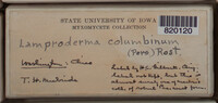 Image Associated With the Occurence
